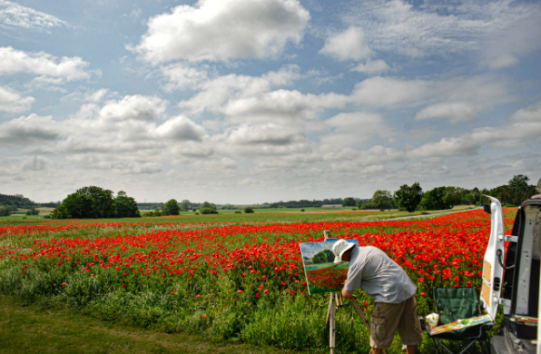 Field of red flowers