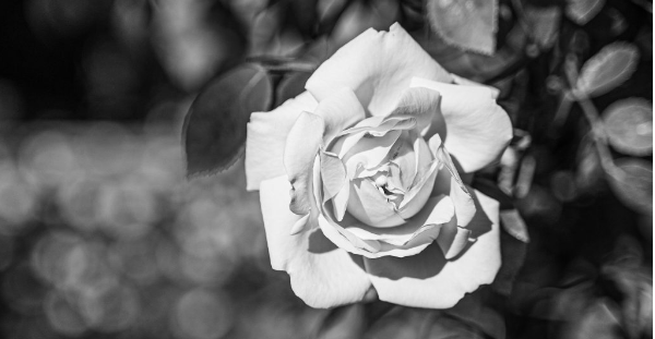 Rose in black and white captured by the 28-100mm lens