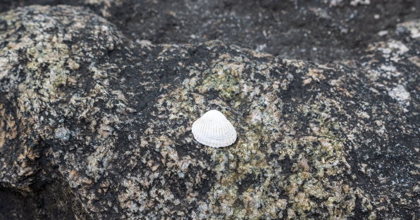 The little shell on a big stone. Would be nice to move closer to the subject in this case