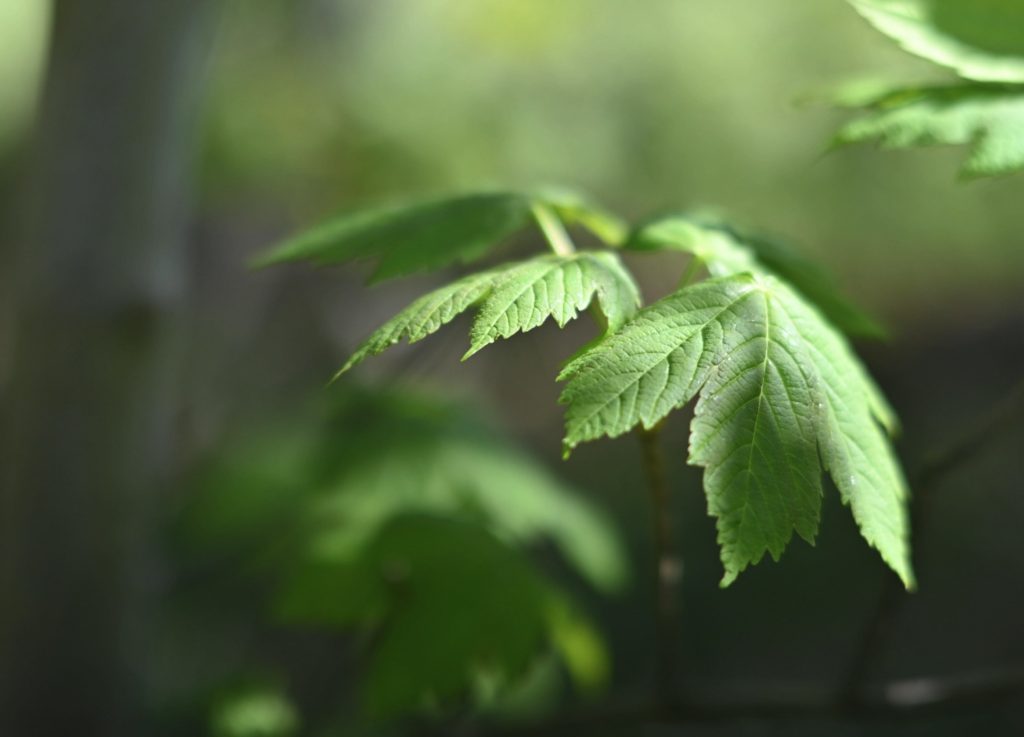 Green bokeh.