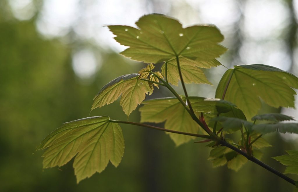 Beautiful bokeh.