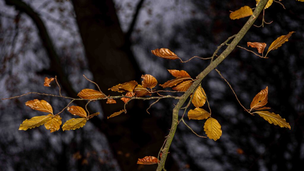 Beech leaves in the woods.