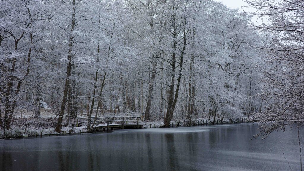 Winter landscape.