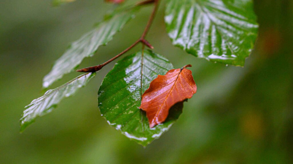 Two leaves.