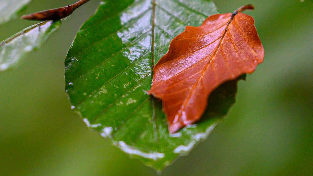 Two leaves.