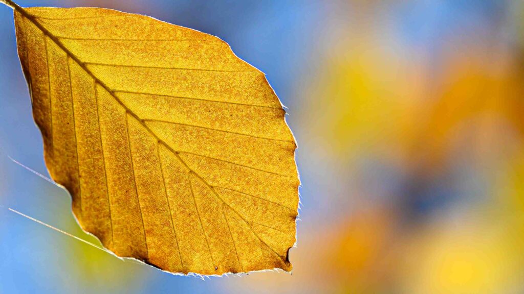 A leaf. Filling the frame.